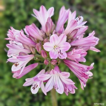 Sinisarja Poppin' Pink