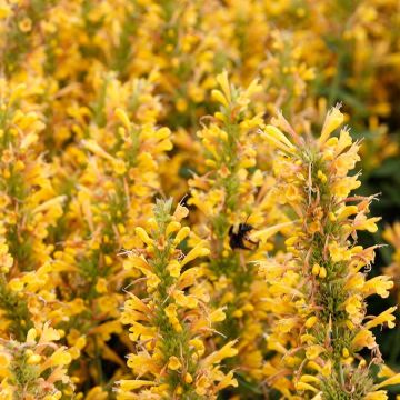Iiso Poquito Butter Yellow