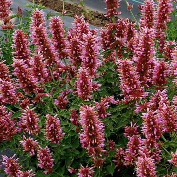 Iiso Poquito Lavender