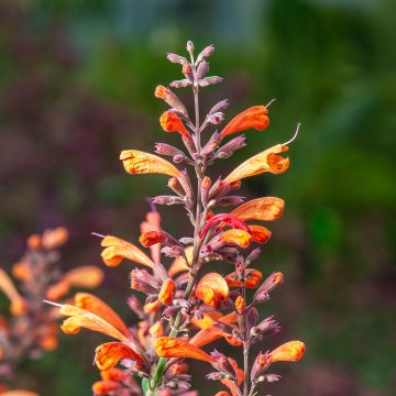 Iiso Sunny Sparks Tangerine