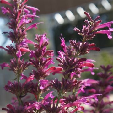 Kesäiiso - Agastache cana