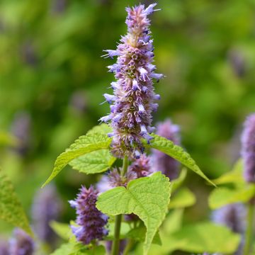 Yrtti-iiso - Agastache foeniculum