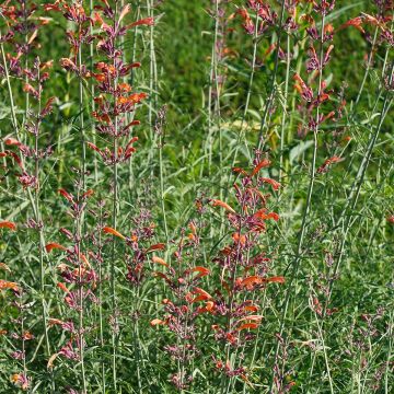 Iiso - Agastache rupestris
