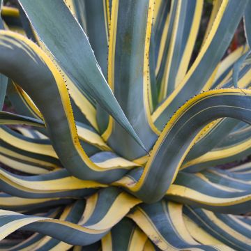 Jättiagaave Variegata