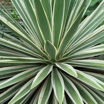 Raita-agaave Marginata