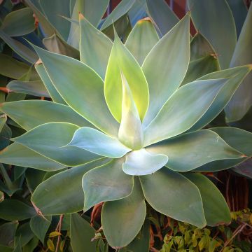 Tähkäagaave - Agave attenuata