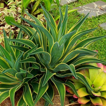 Agaave Variegata