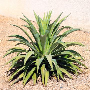 Agaave - Agave desmetiana