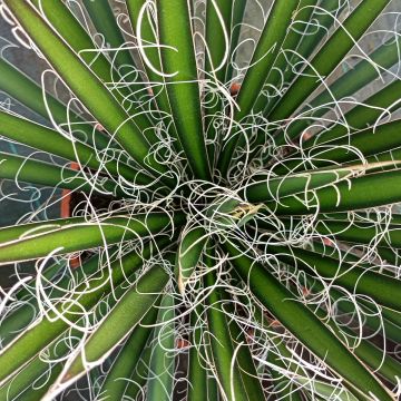Lanka-agaave - Agave filifera