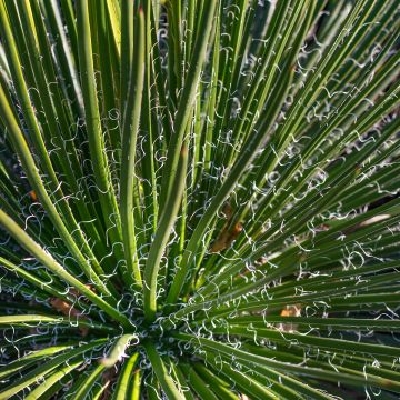 Agaave - Agave geminiflora
