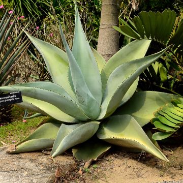 Agaave - Agave guiengola