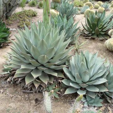 Agaave - Agave havardiana