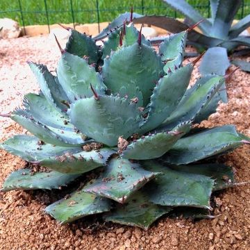 Agaave - Agave isthmensis
