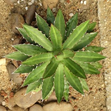 Agaave - Agave lophantha