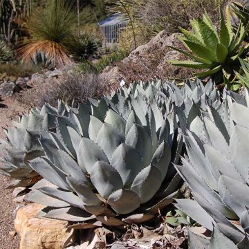 Agaave - Agave parryi var. huachucensis