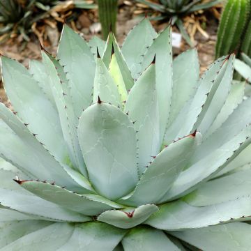 Agaave var. verschaffeltii