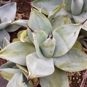 Agaave Dragon Toes