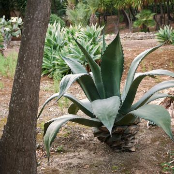 Titaaniagaave - Agave salmiana subsp. crassispina