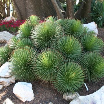Siiliagaave - Agave stricta