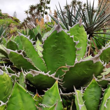 Agaave - Agave titanota