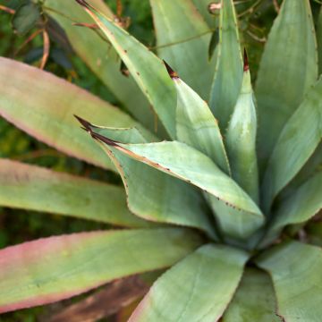 Agaave Winteriana