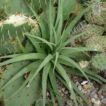 Agaave - Agave bracteosa