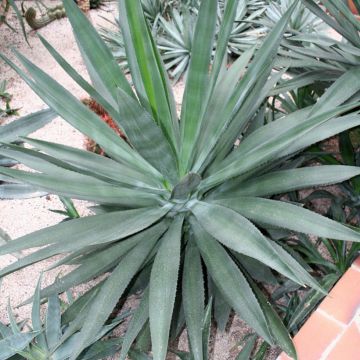 Kuituagaave - Agave fourcroydes