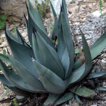 Agaave - Agave nickelsiae x asperrima