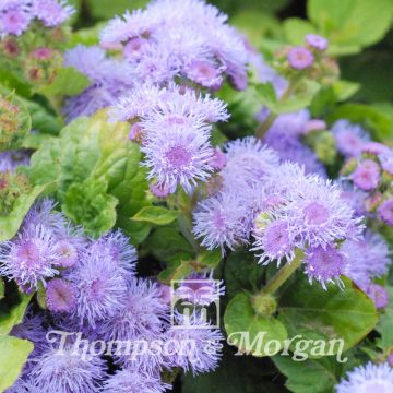 Sinitähtönen Blue Mink F1 (siemenet)