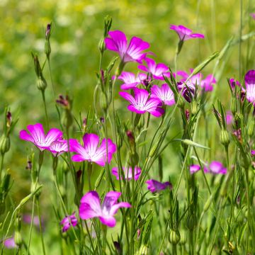 Isoaurankukka luomu (siemenet) - Agrostemma githago