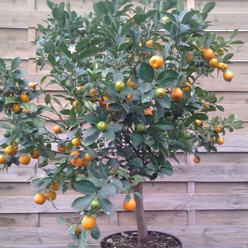 Kalamondiini - Citrus madurensis