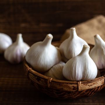 Valkosipuli Flavor - Allium sativum