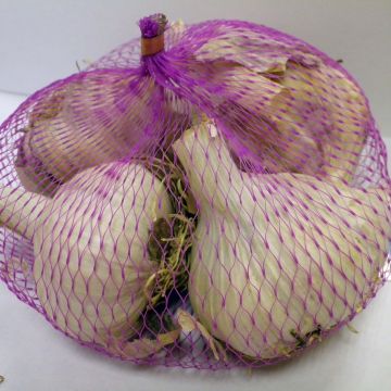 Valkosipuli Messidrome taimena