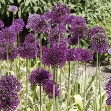 Ukkolaukka Purple Sensation