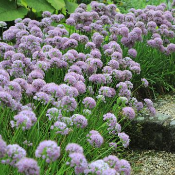 Särmälaukka - Allium angulosum