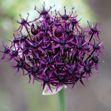 Viinilaukka - Allium atropurpureum
