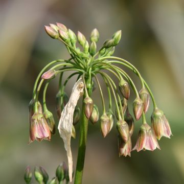 Hajulaukka - Allium siculum subsp. dioscoridis