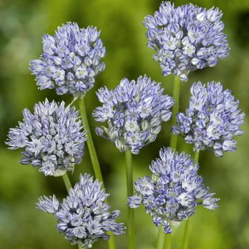 Laukka - Allium caesium