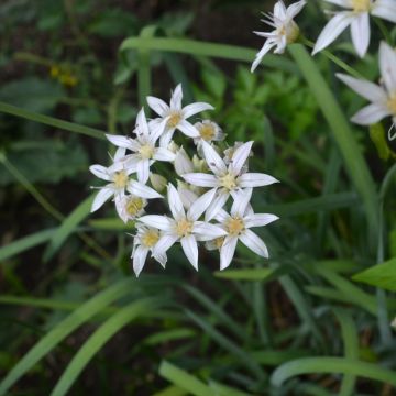 Laukka - Allium plummerae