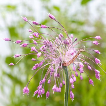 Laukka - Allium pulchellum