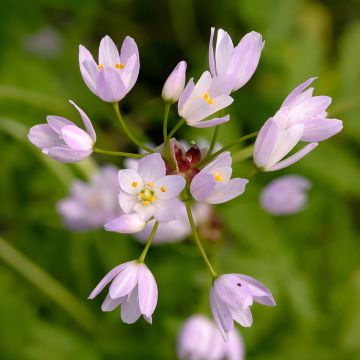 Kainolaukka - Allium roseum