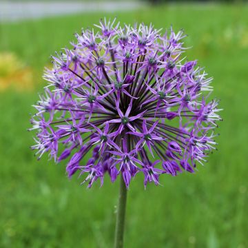 Sorjalaukka Violet Beauty