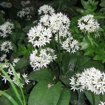 Karhunlaukka - Allium ursinum