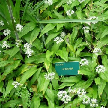 Karhunlaukka luomu - Ferme de Sainte Marthe - Allium ursinum