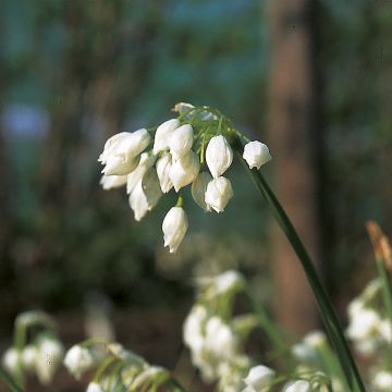 Laukka - Allium paradoxum var. normale
