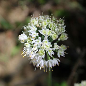 Nuokkulaukka White Dwarf