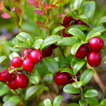 Puolukka Red Pearl