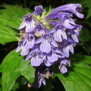 Akankaali - Ajuga incisa