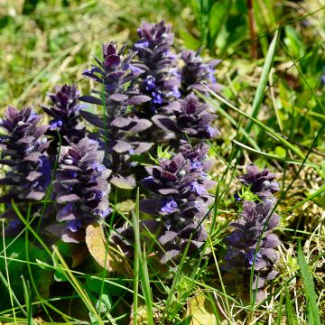 Kartioakankaali - Ajuga pyramidalis