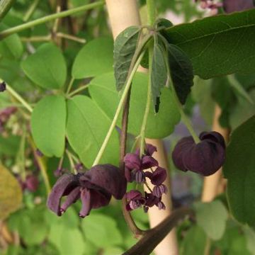 Rinneakebia - Akebia x pentaphylla